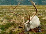 Caribou